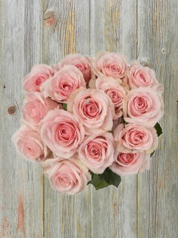 BLUSH JEWEL  LIGHT PINK SPRAY ROSE